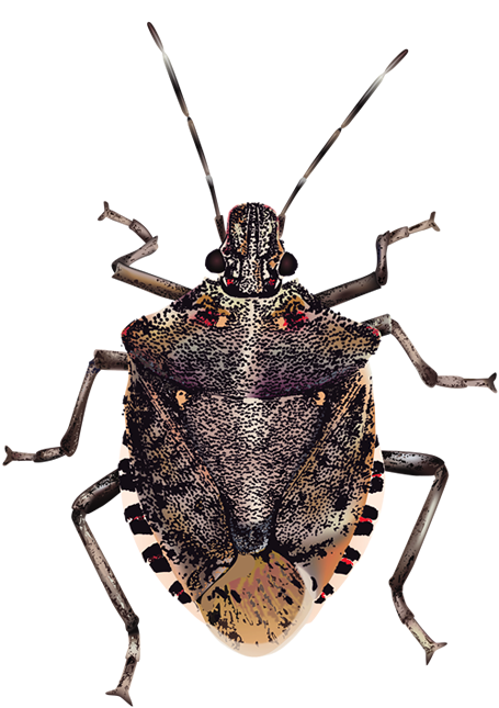 Brown Marmorated Stink Bug PNG