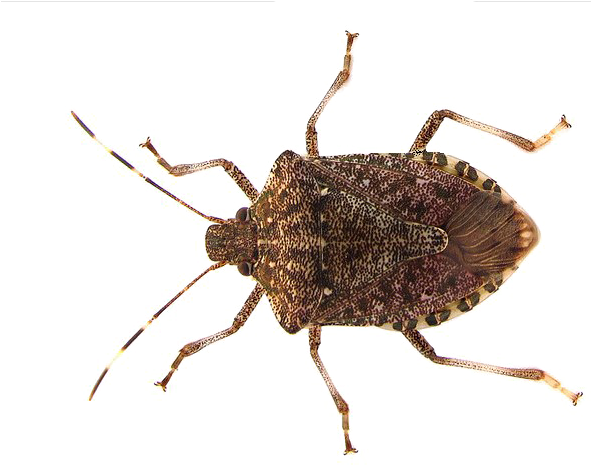 Brown Marmorated Stink Bug PNG