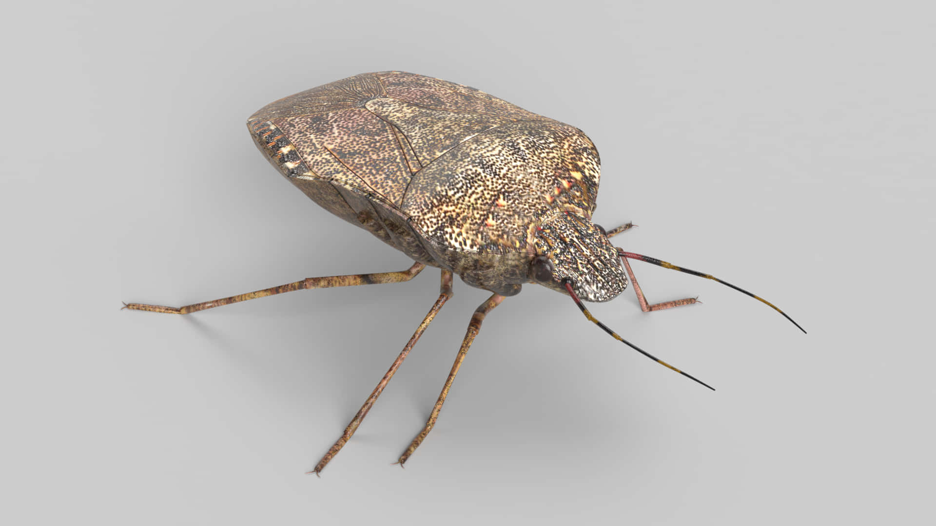 Brown Marmorated Stink Bug Isolated Wallpaper