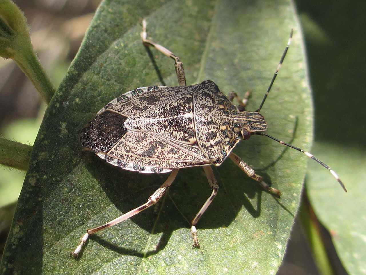 Brown Marmorated Stink Bug On Leaf.jpg Wallpaper