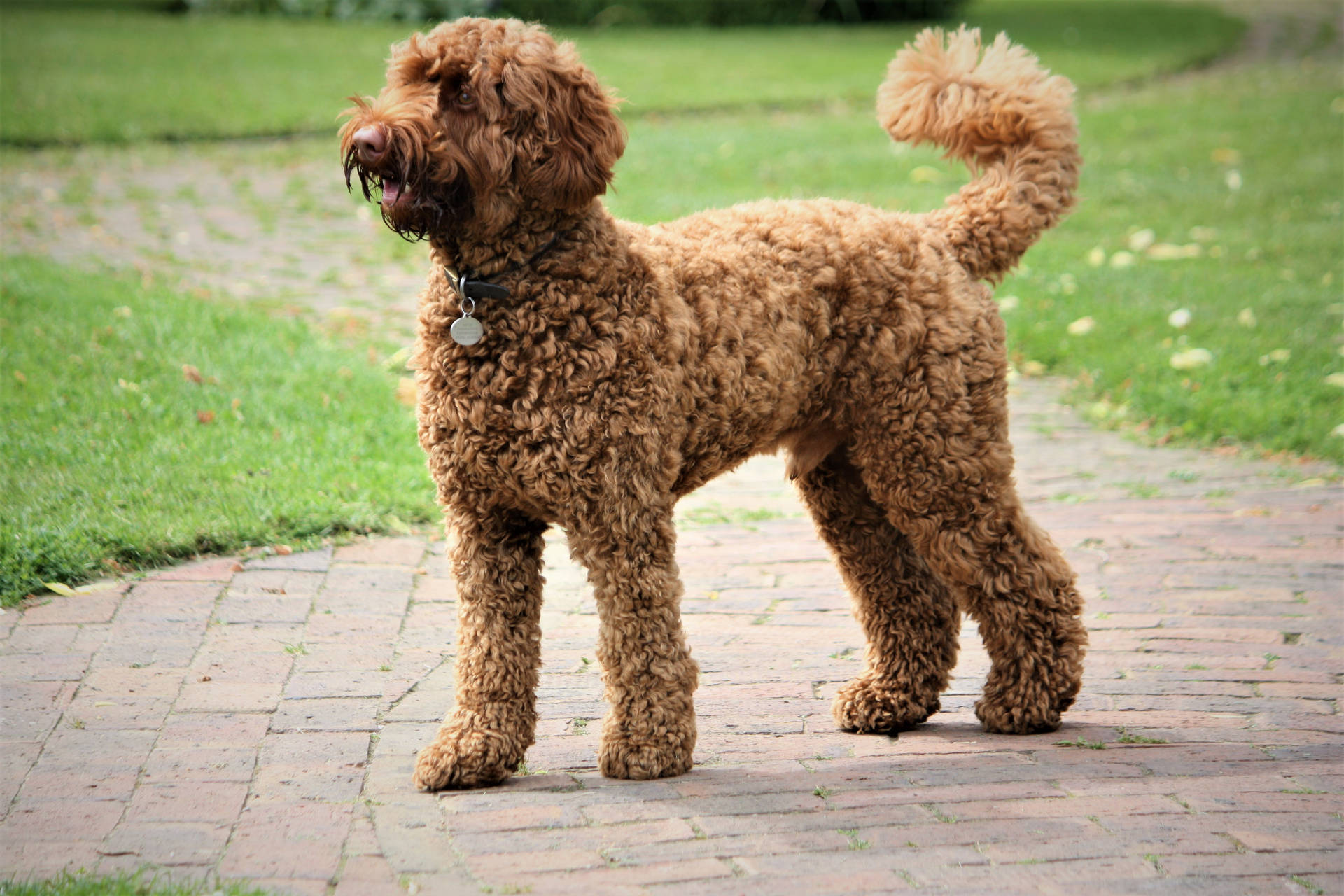 Brown Miniature Poodle Side View