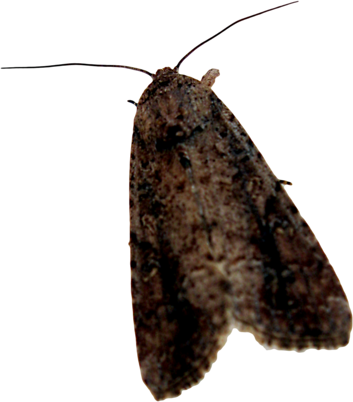 Brown Moth Profile PNG