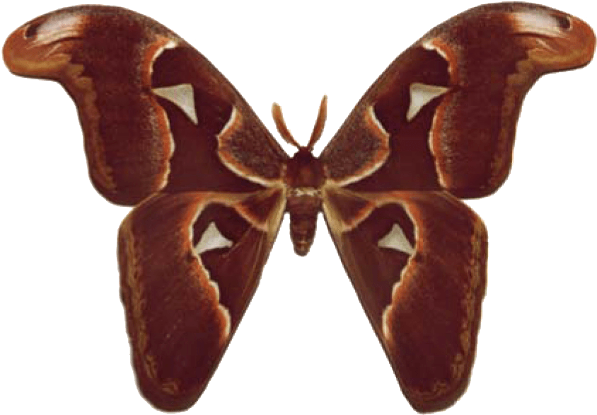 Brown Moth Spread Wings PNG