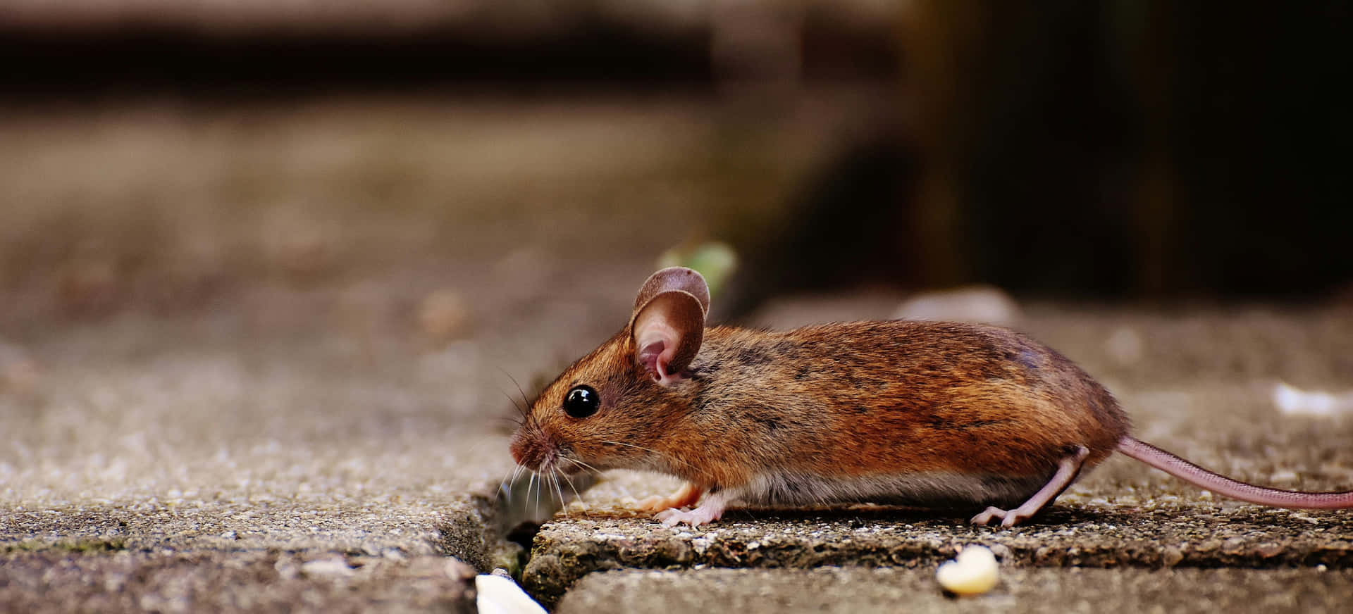 Brown Mouse Outdoors Wallpaper