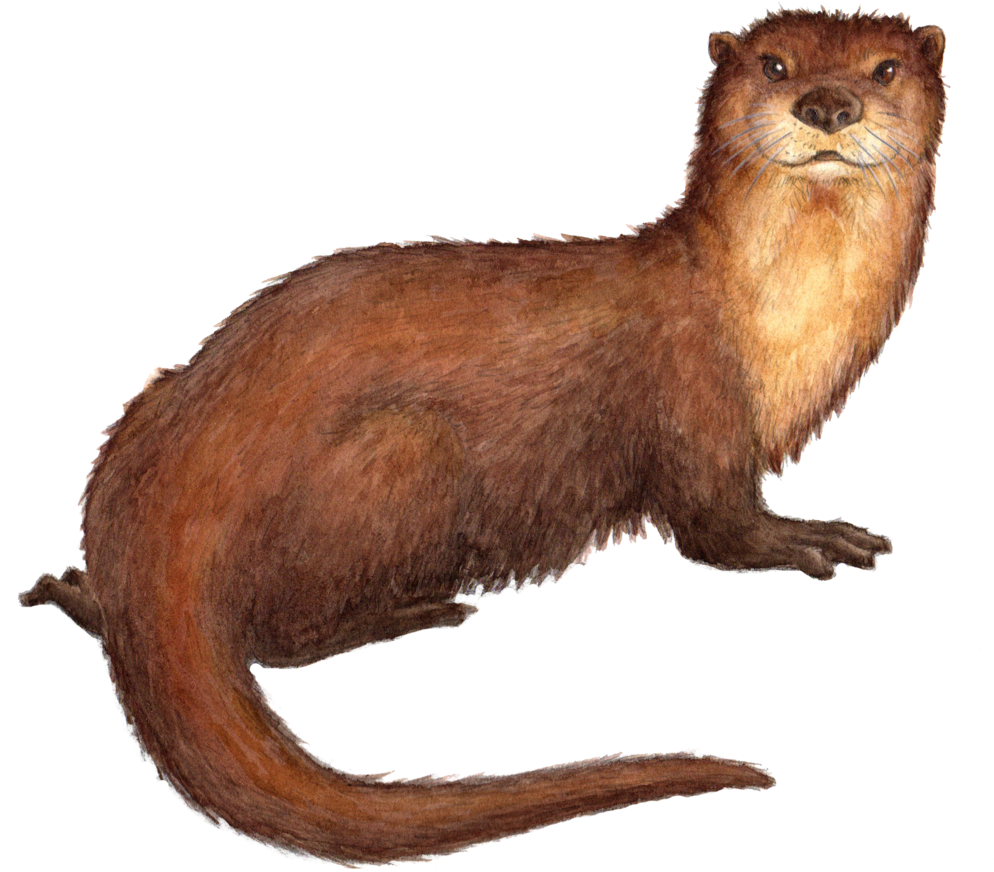 Brown Otter Illustration.png PNG