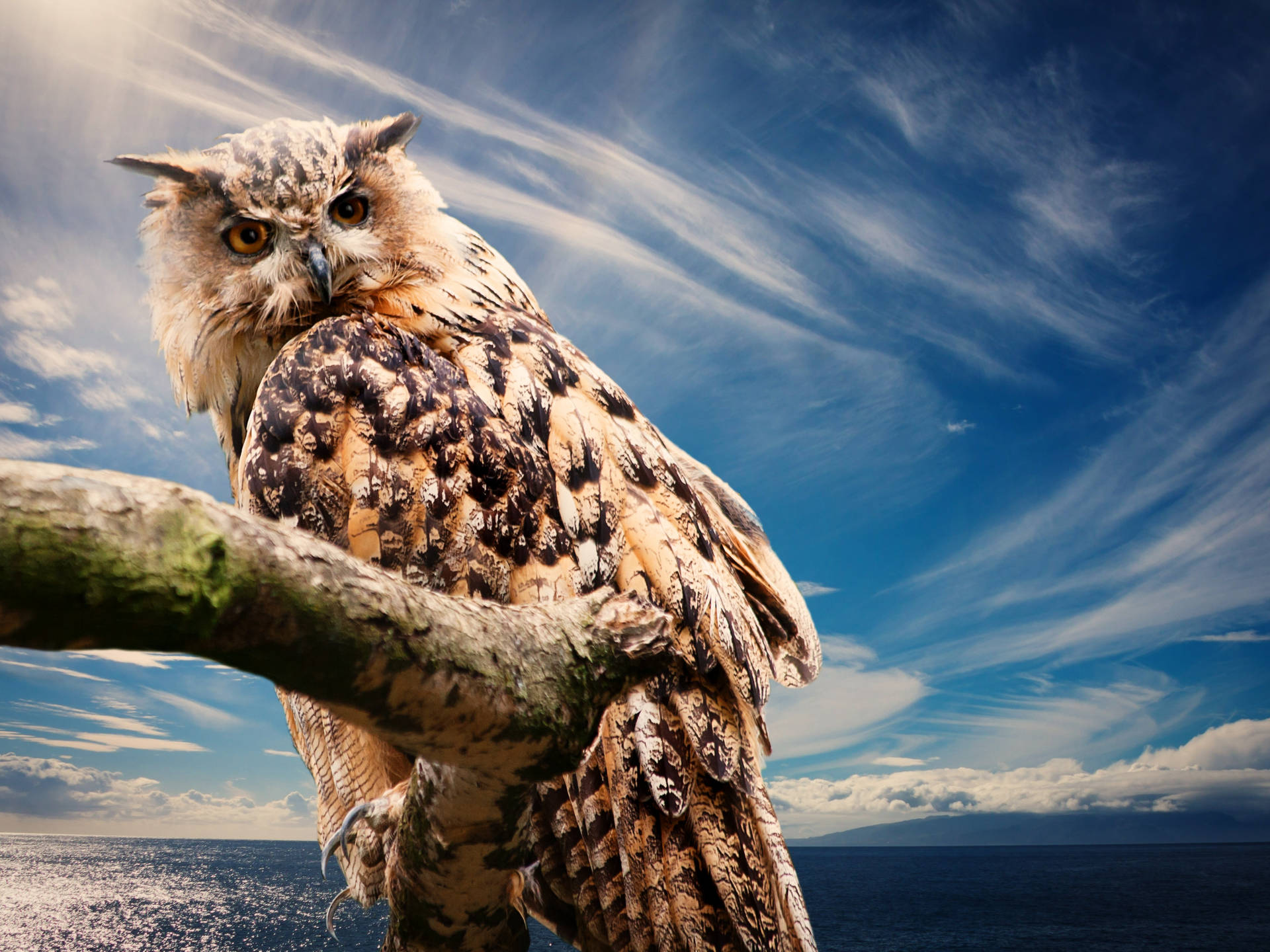 A brown owl perched at sunset overlooking the ocean Wallpaper