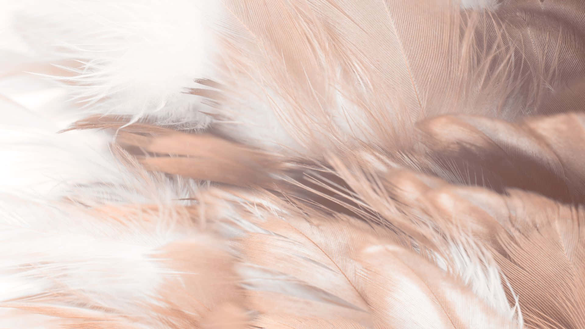 Brown Pastel Aesthetic Soft Feather Texture Wallpaper