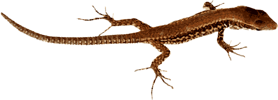 Brown Patterned Lizard Isolated PNG