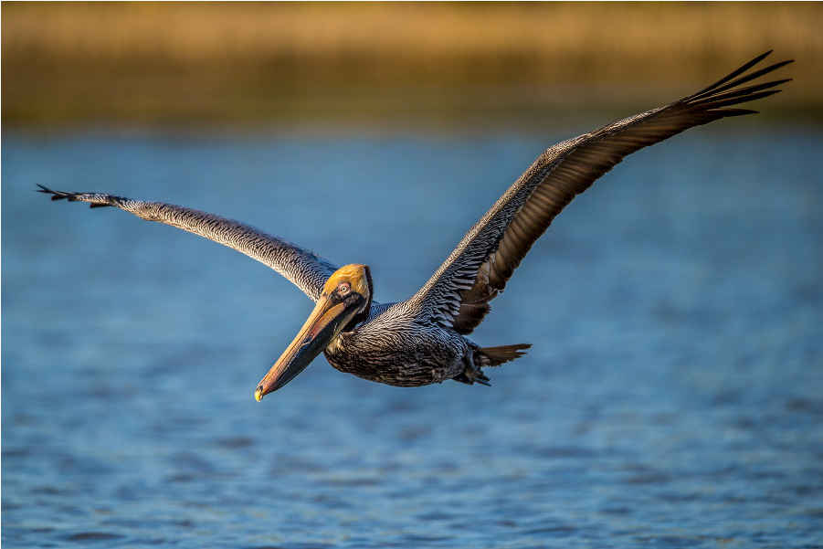 Brown Pelican In Flight.jpg PNG