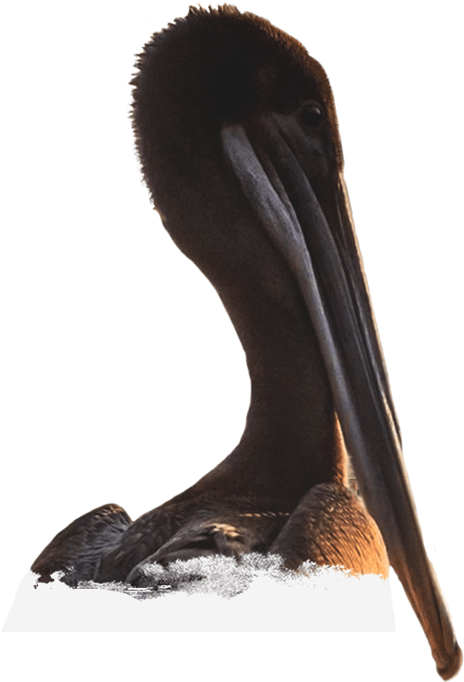Brown Pelican Portrait PNG