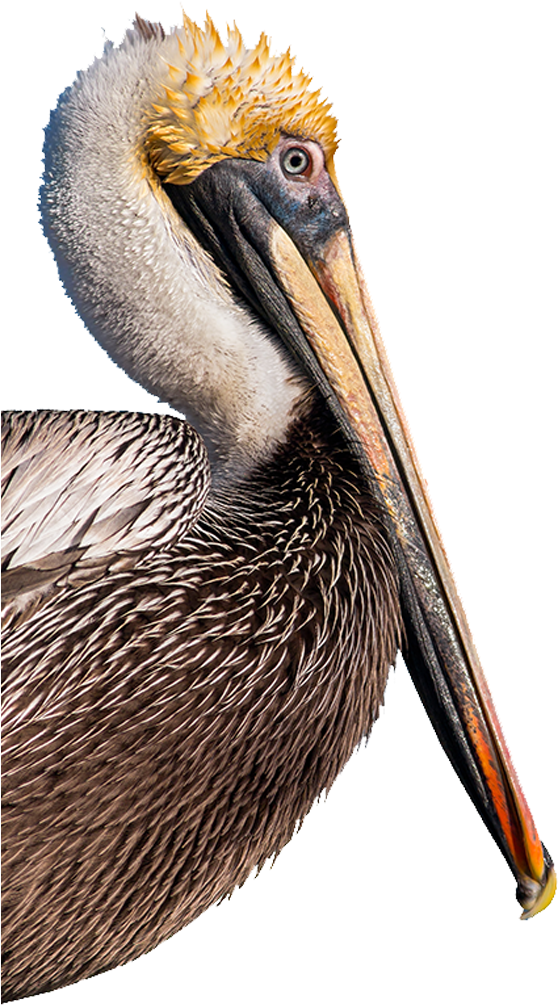 Brown Pelican Portrait.png PNG