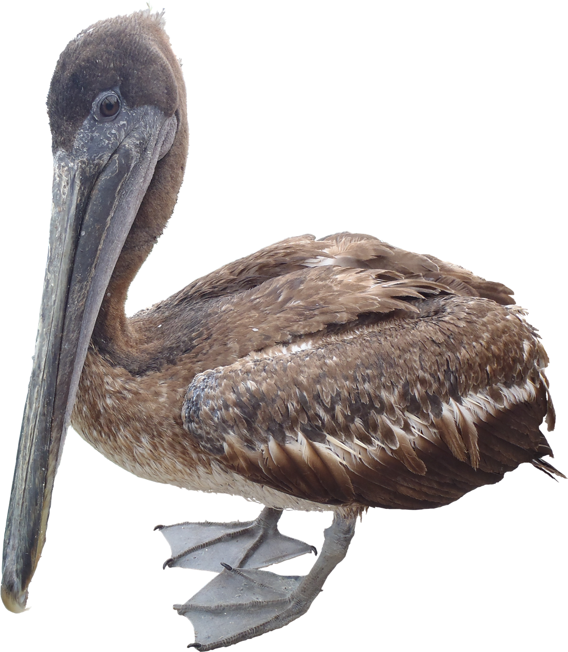 Brown Pelican Profile PNG