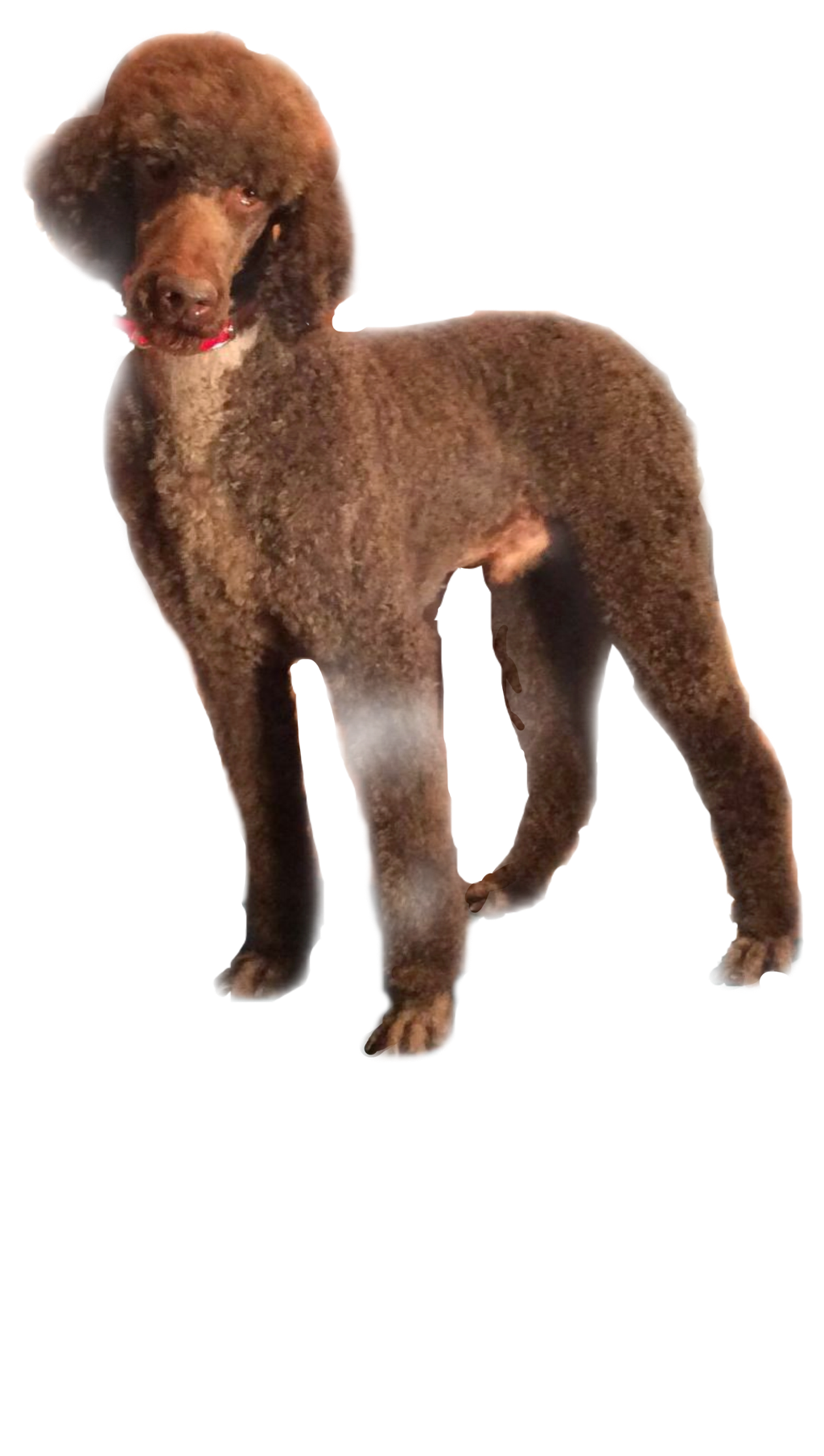 Brown Poodle Standing Cutout SVG