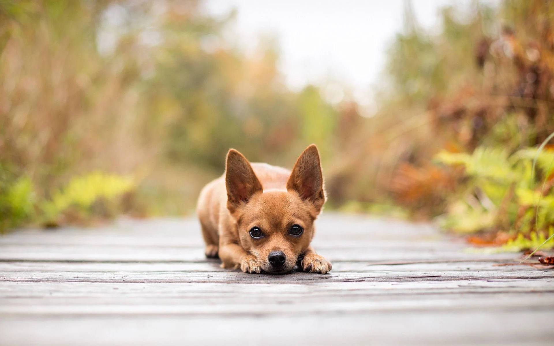 Brown Puppy Dog In Wooden Bridge Background