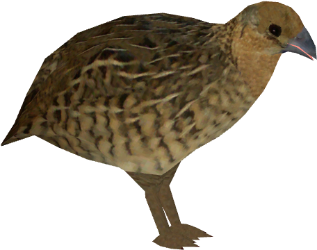 Brown Quail Isolated PNG