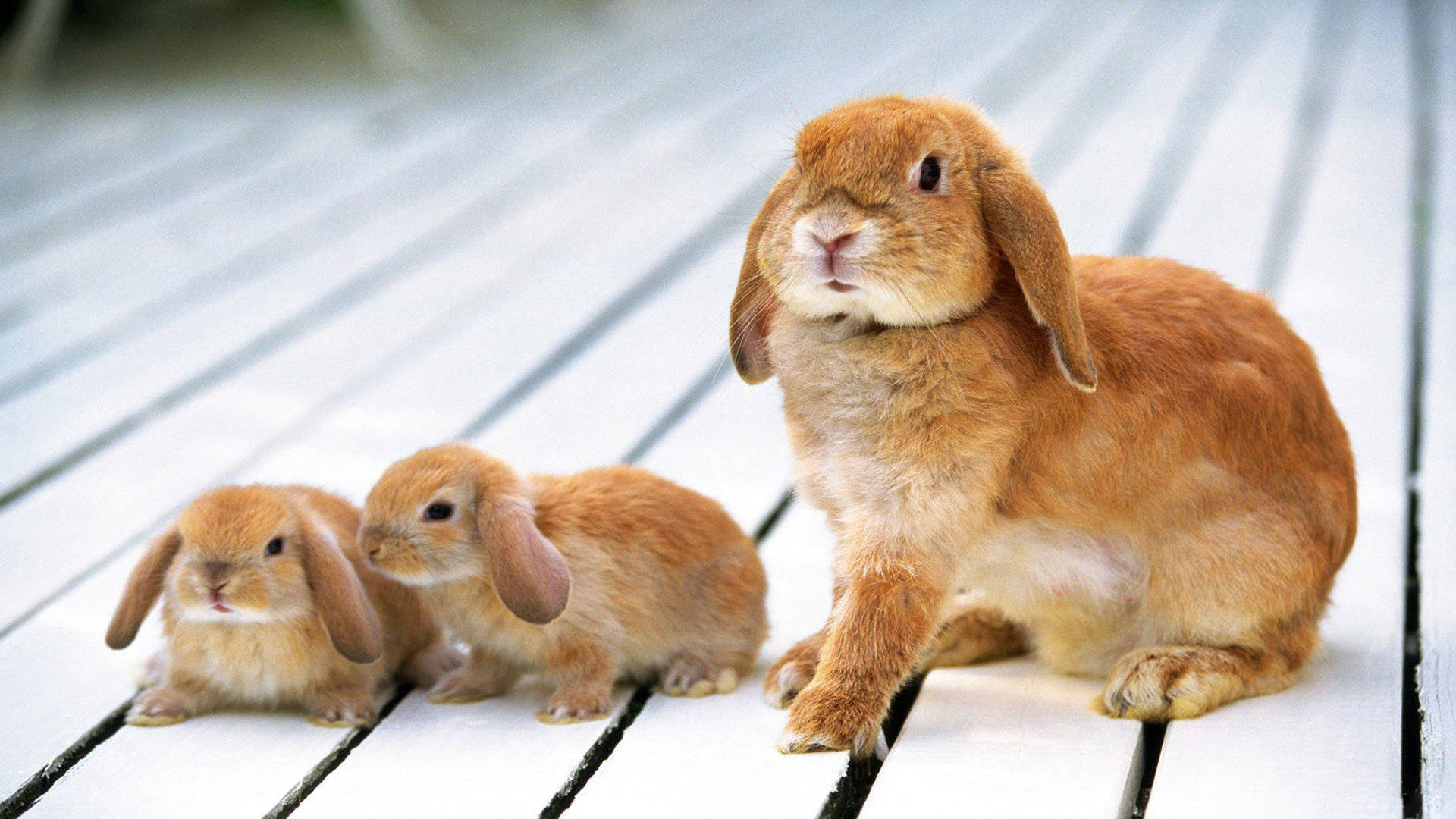 Brown Rabbit And Baby Bunnies Wallpaper