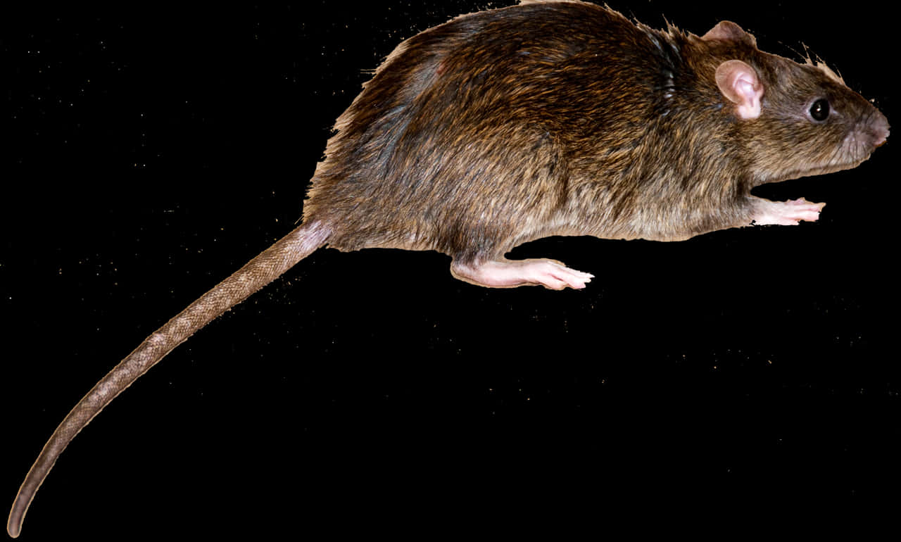 Brown Rat Black Background PNG