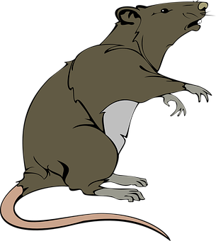 Brown Rat Illustration PNG