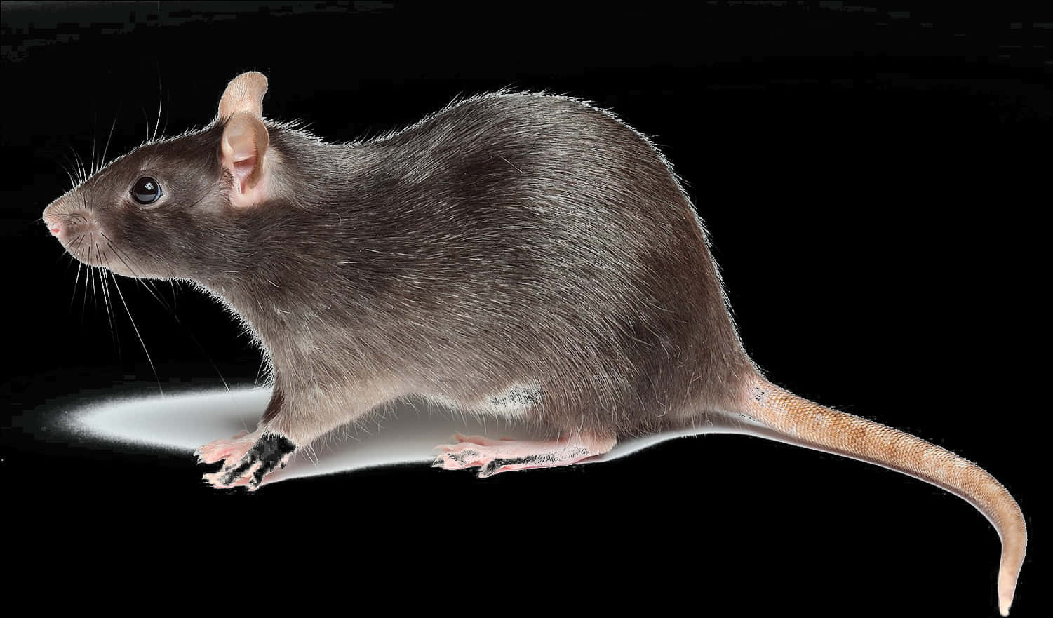 Brown Rat Profileon Black Background PNG