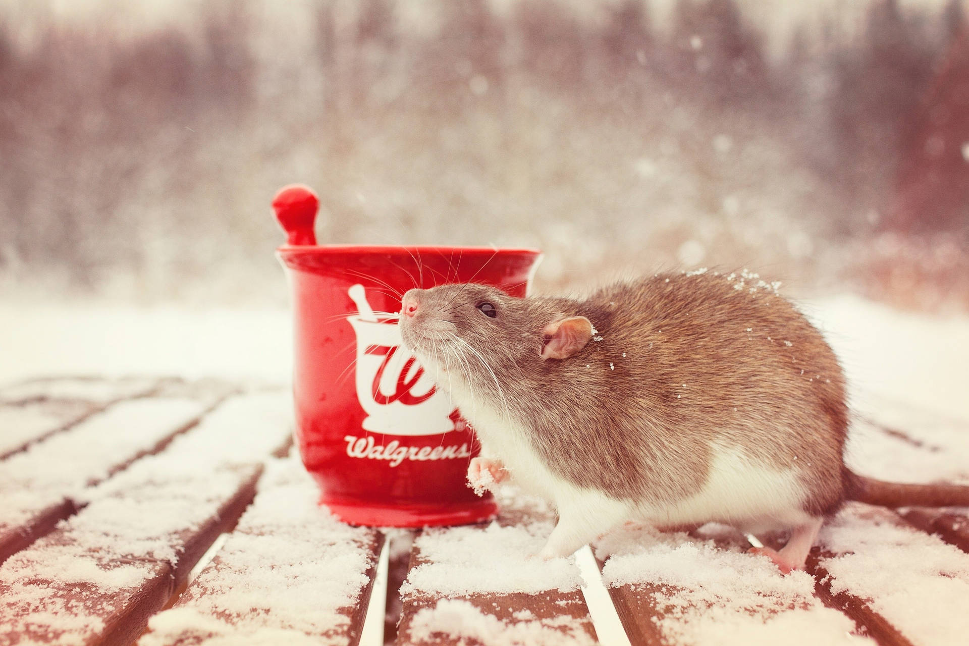 Brown Rat Snow Wallpaper
