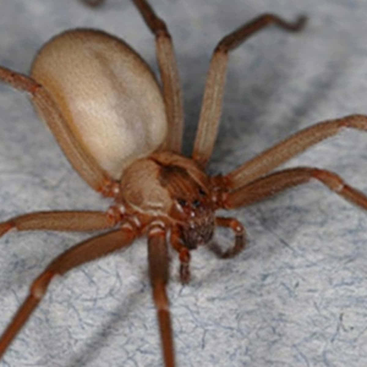 Close-up of a Brown Recluse Spider Wallpaper