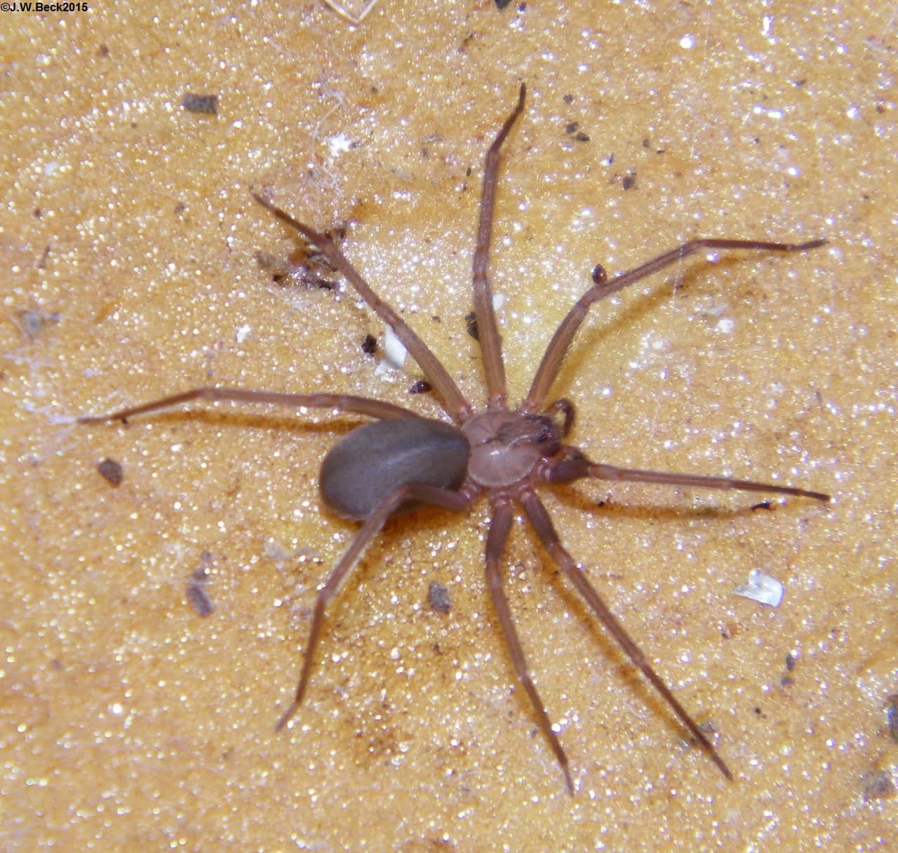 Close-up of a Brown Recluse Spider on a textured surface. Wallpaper