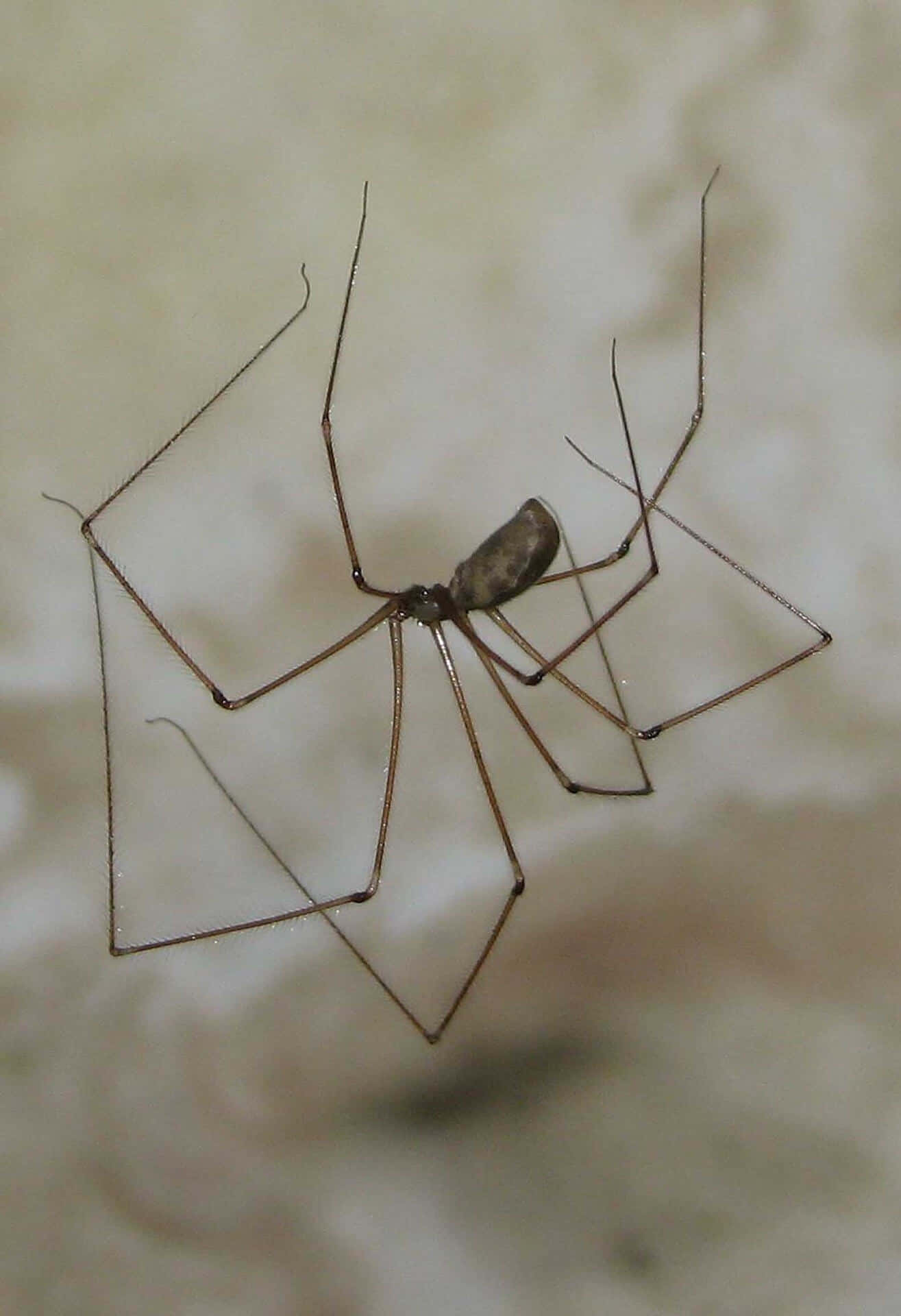 Close-up view of a Brown Recluse Spider Wallpaper