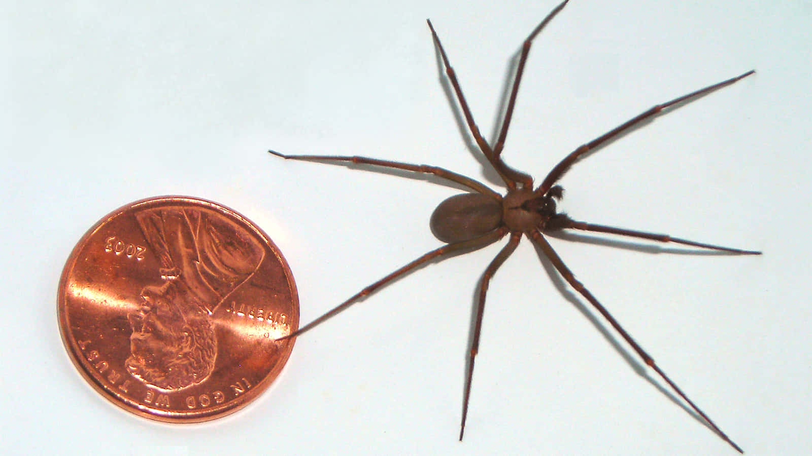 A close-up view of a Brown Recluse Spider in its natural habitat Wallpaper