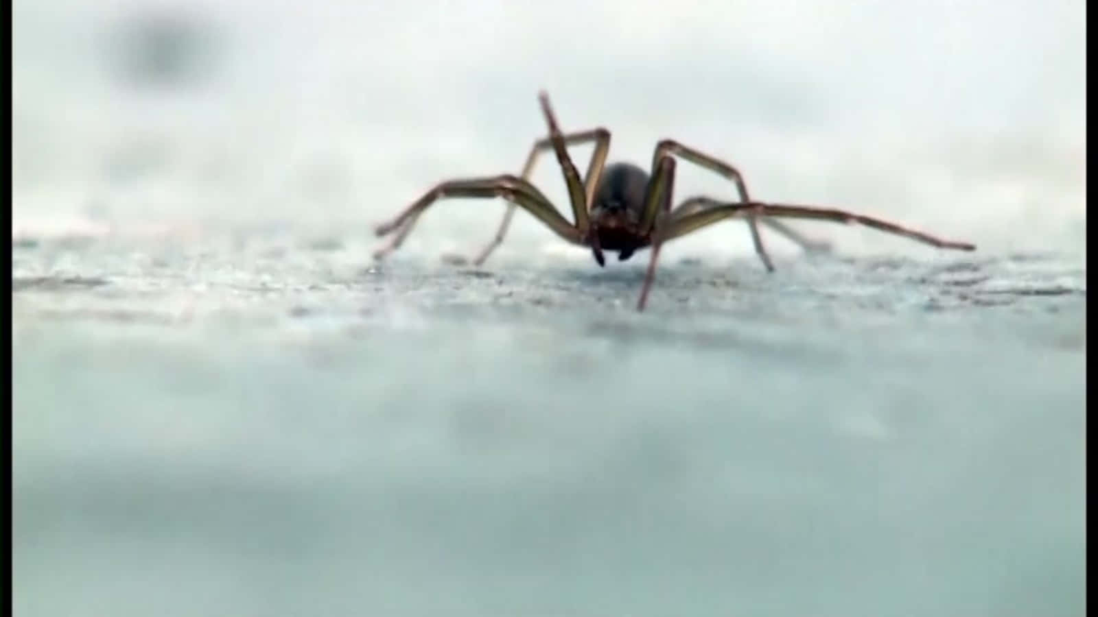 Close-up view of a Brown Recluse Spider Wallpaper