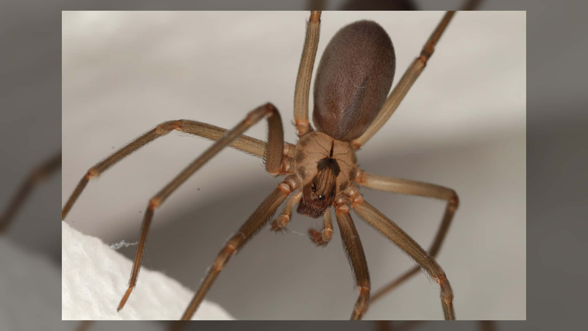 Up-close view of a Brown Recluse Spider Wallpaper