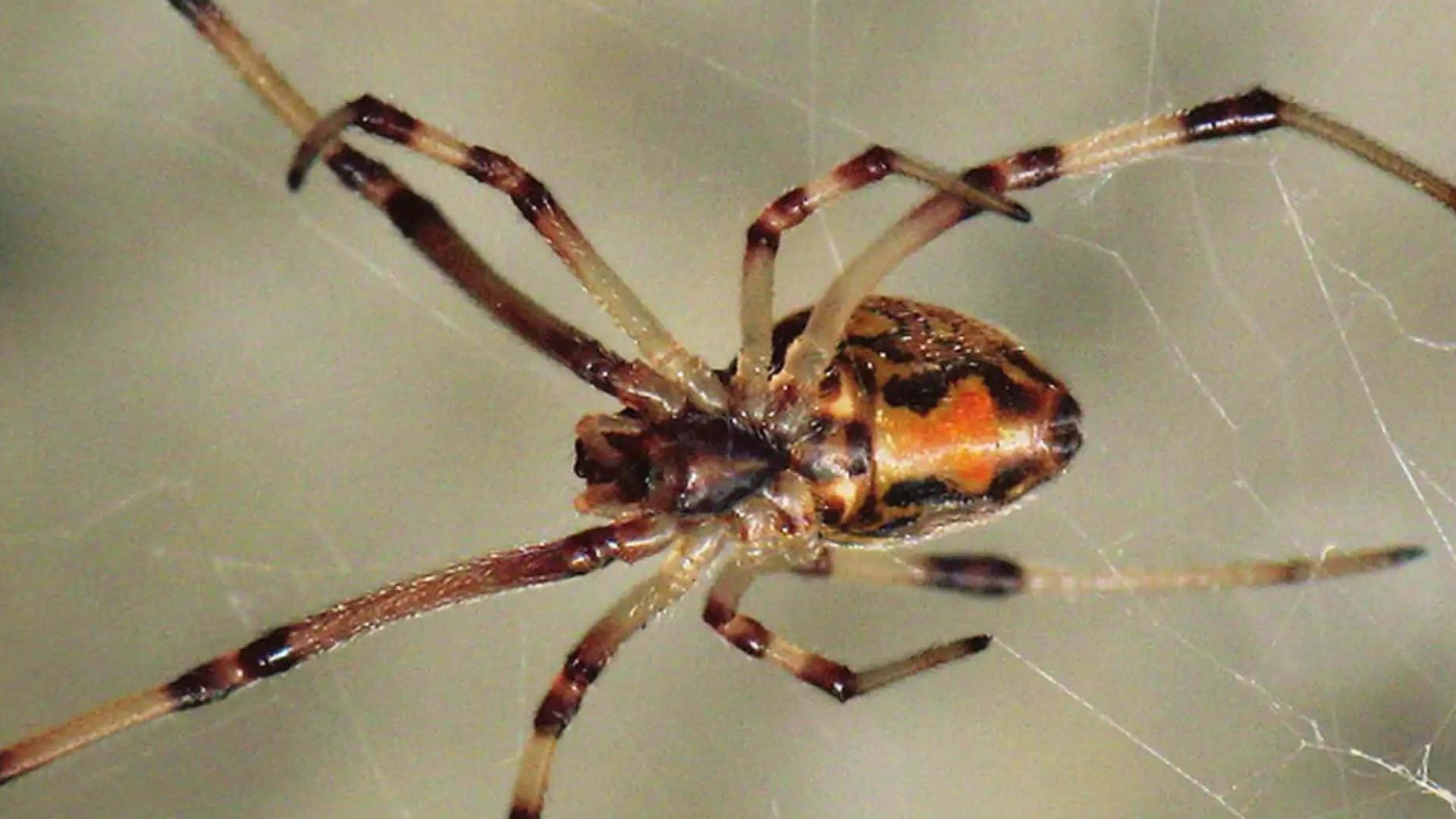 Close-up Brown Recluse Spider on Web Wallpaper