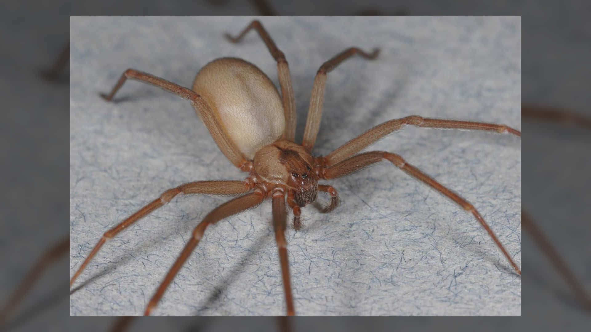 Closeup of a Brown Recluse Spider in its natural habitat Wallpaper