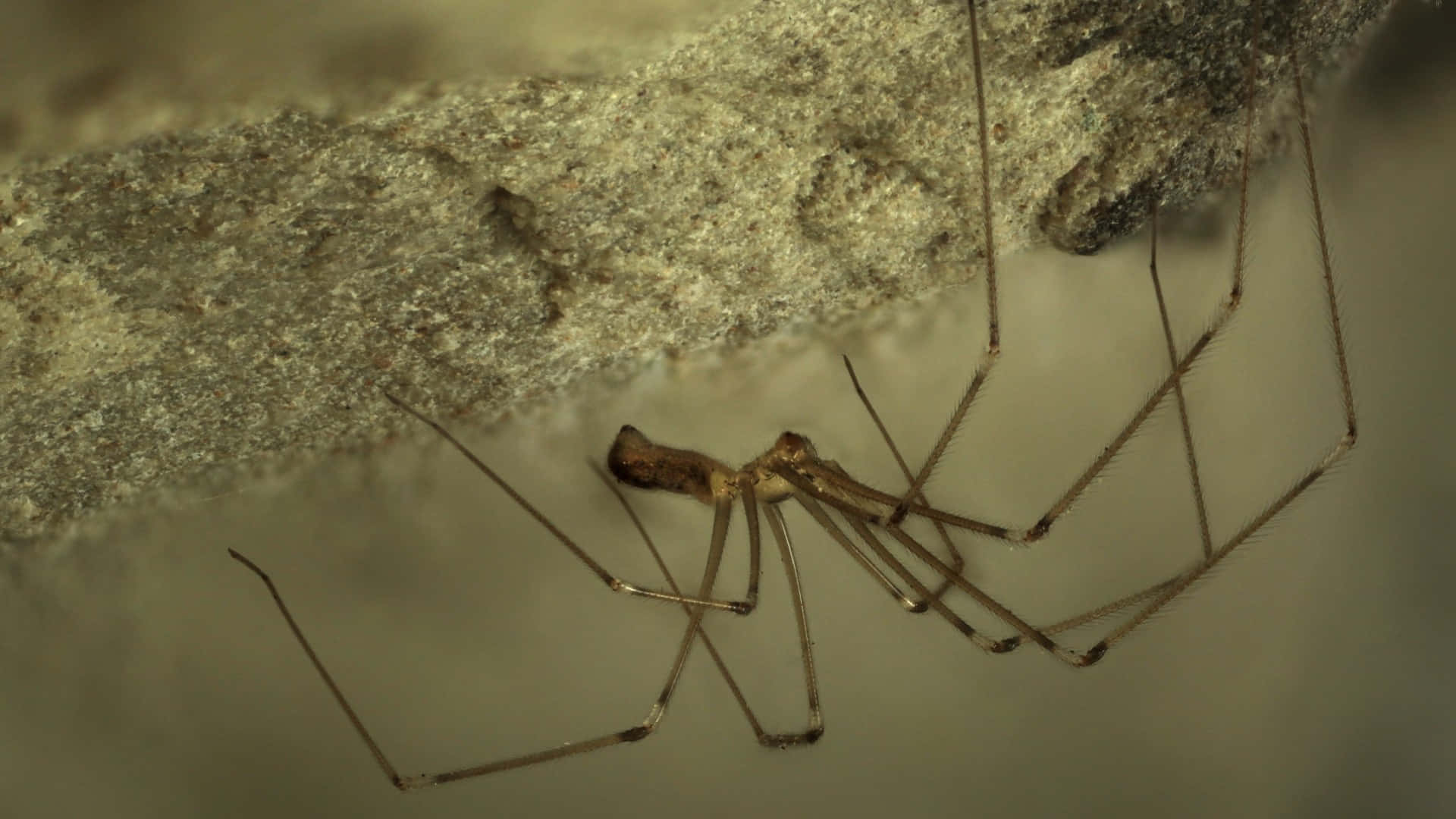 Close-up of a Brown Recluse Spider on Web Wallpaper