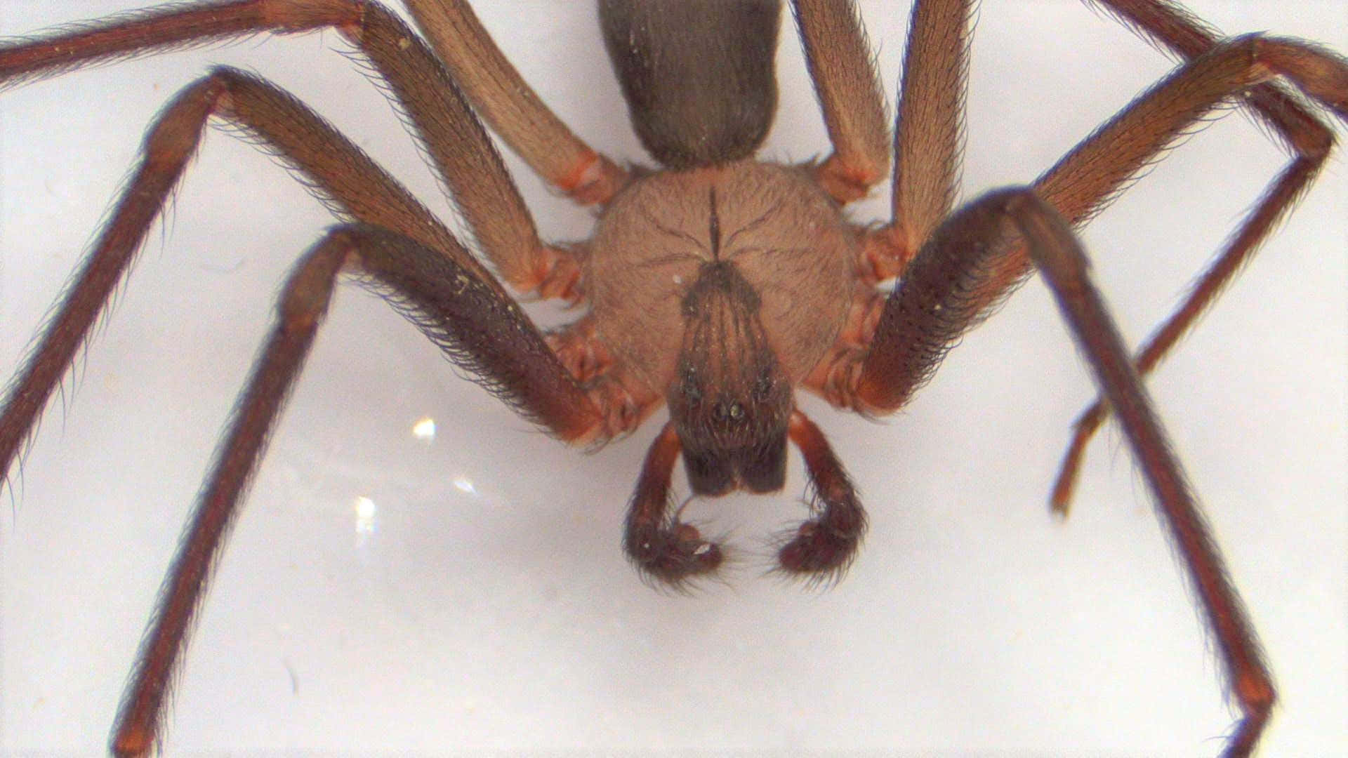 Primerplano De Una Araña Reclusa Marrón En Una Telaraña Fondo de pantalla