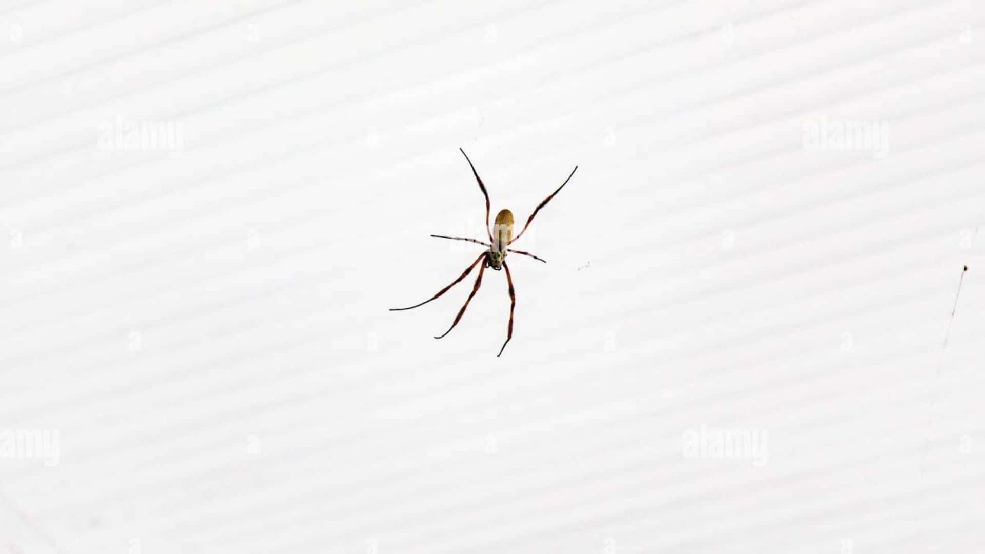 Brown Recluse Spider Close-up Image Wallpaper