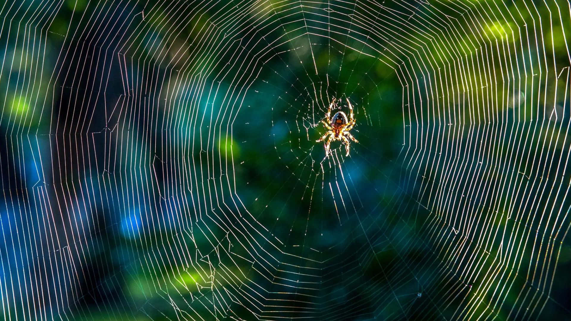 Close-up of a Brown Recluse Spider on a web Wallpaper