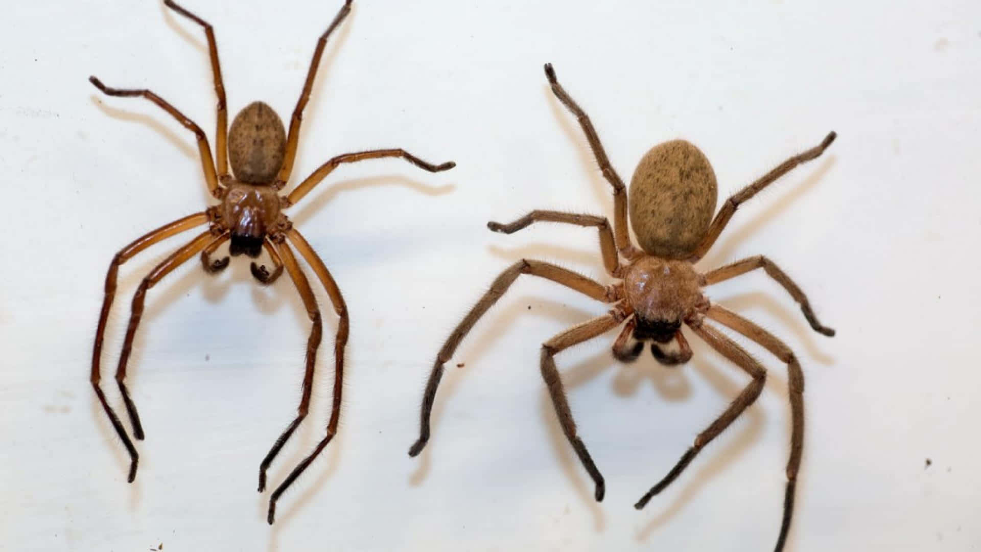 A close-up view of a Brown Recluse Spider on a web Wallpaper