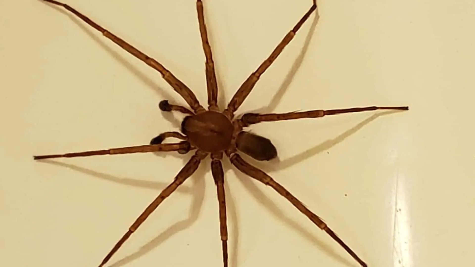 A close-up view of a Brown Recluse Spider on a leaf Wallpaper
