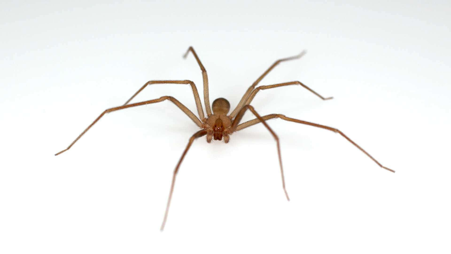 Up-close View of a Brown Recluse Spider Wallpaper