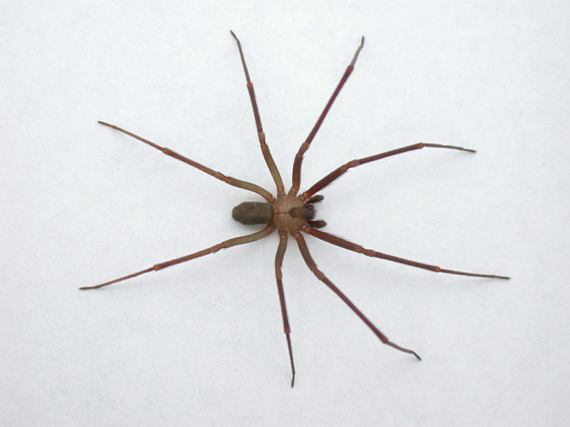 Up Close and Personal with a Brown Recluse Spider Wallpaper