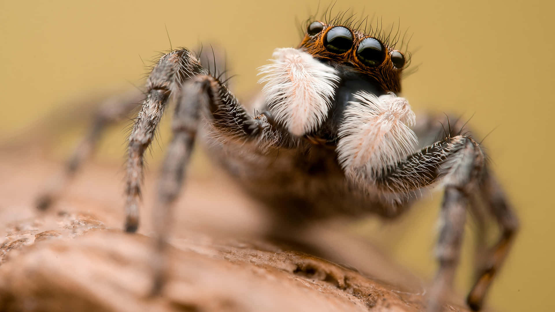 Caption: Close-up of a Brown Recluse Spider on a web Wallpaper