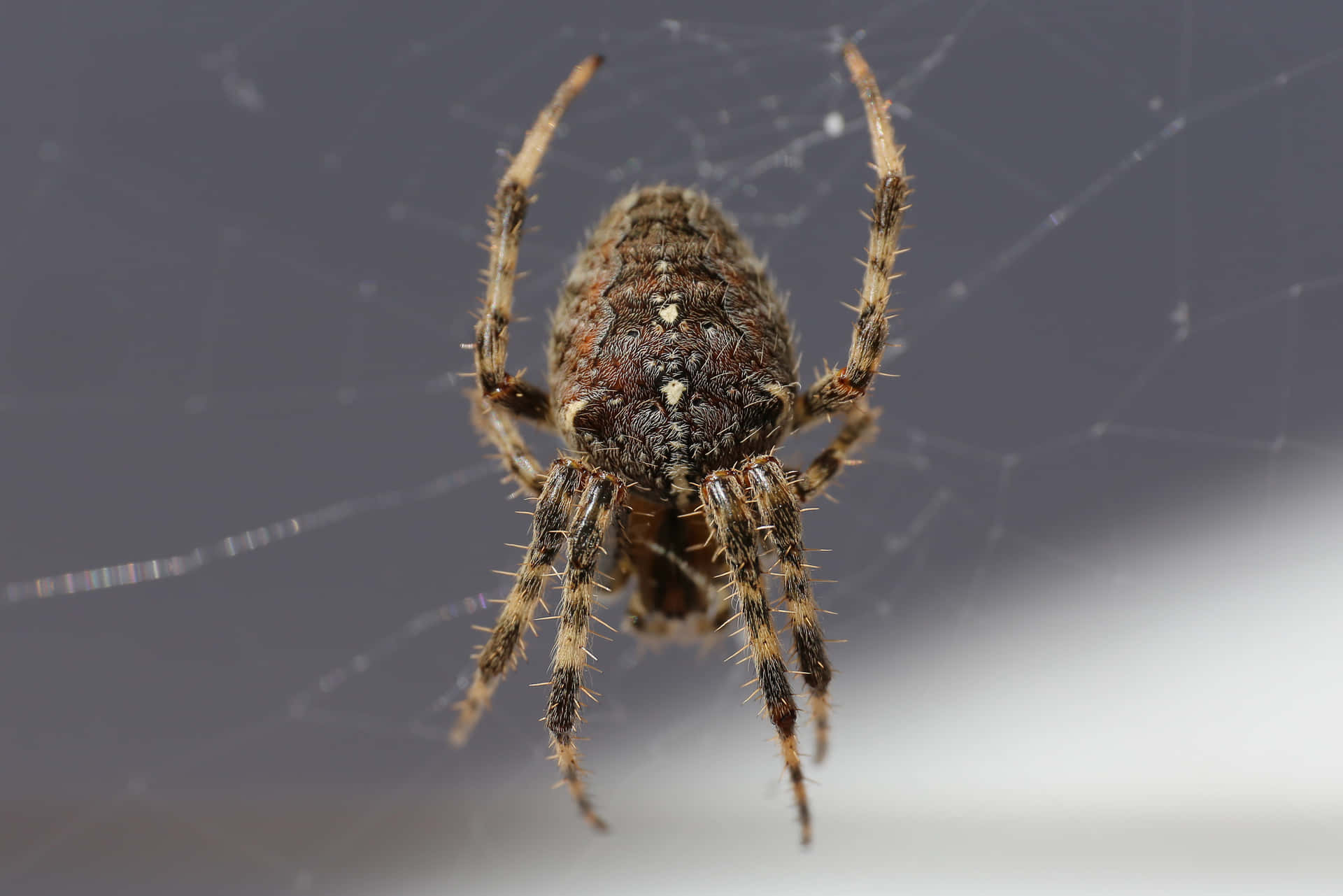 Close-up of a Brown Recluse Spider on a web Wallpaper