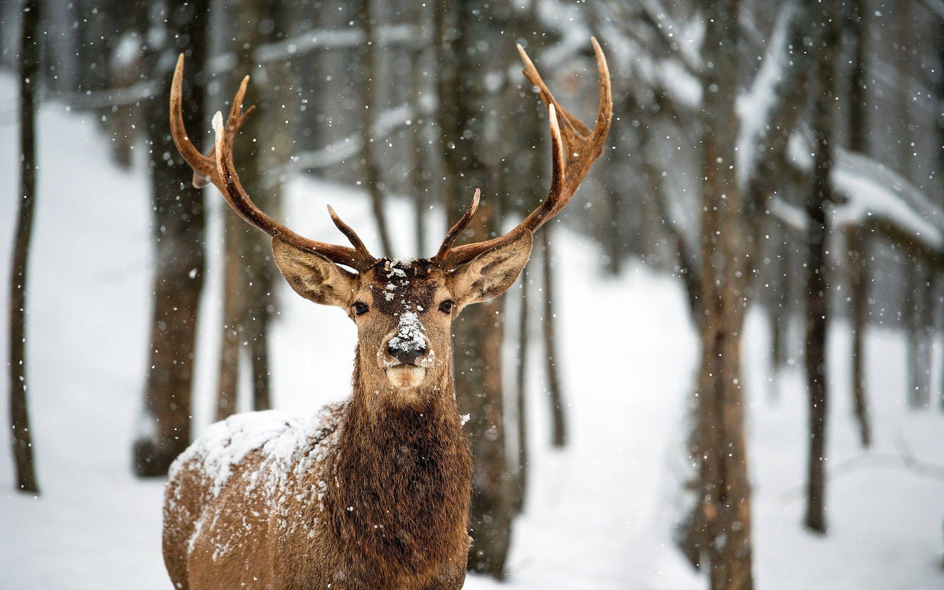 Brown Reindeer In The Snow Wallpaper