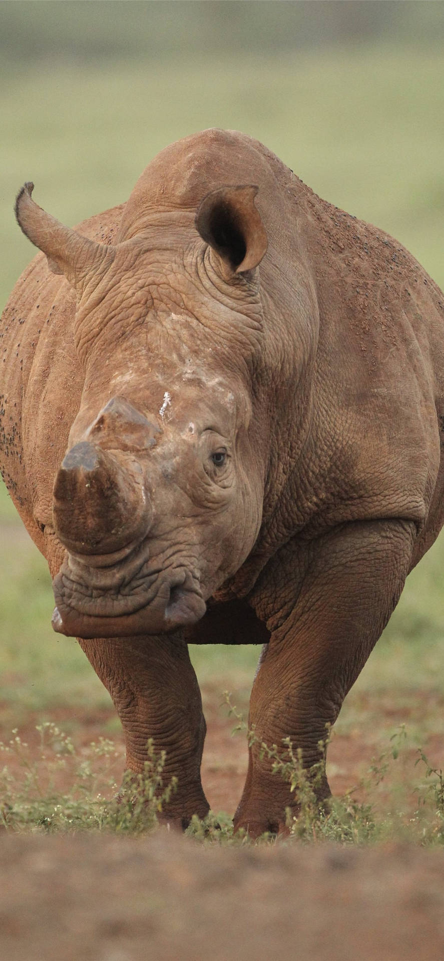Brown Rhinoceros Wallpaper