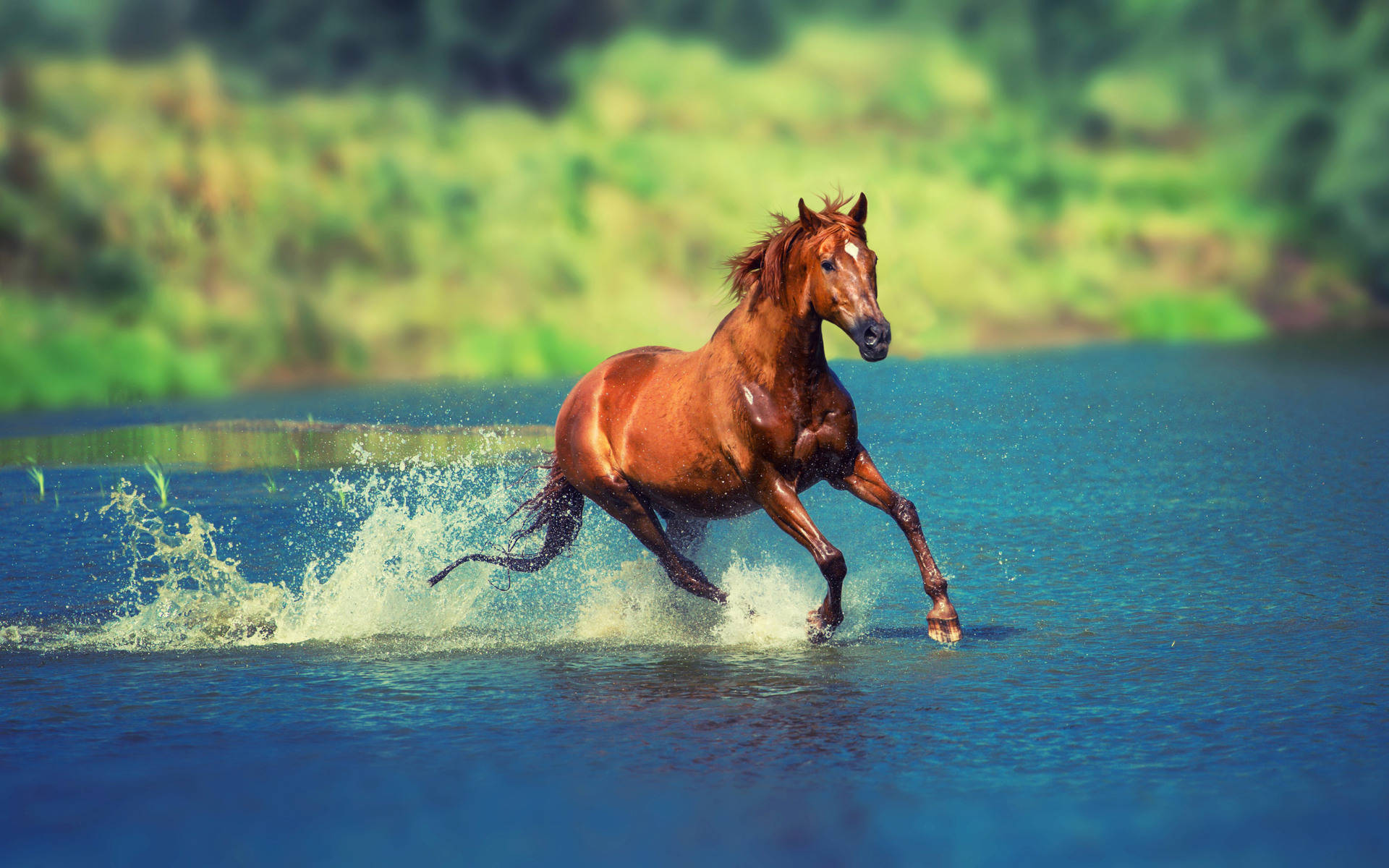 Brown Running Horse On Water Wallpaper