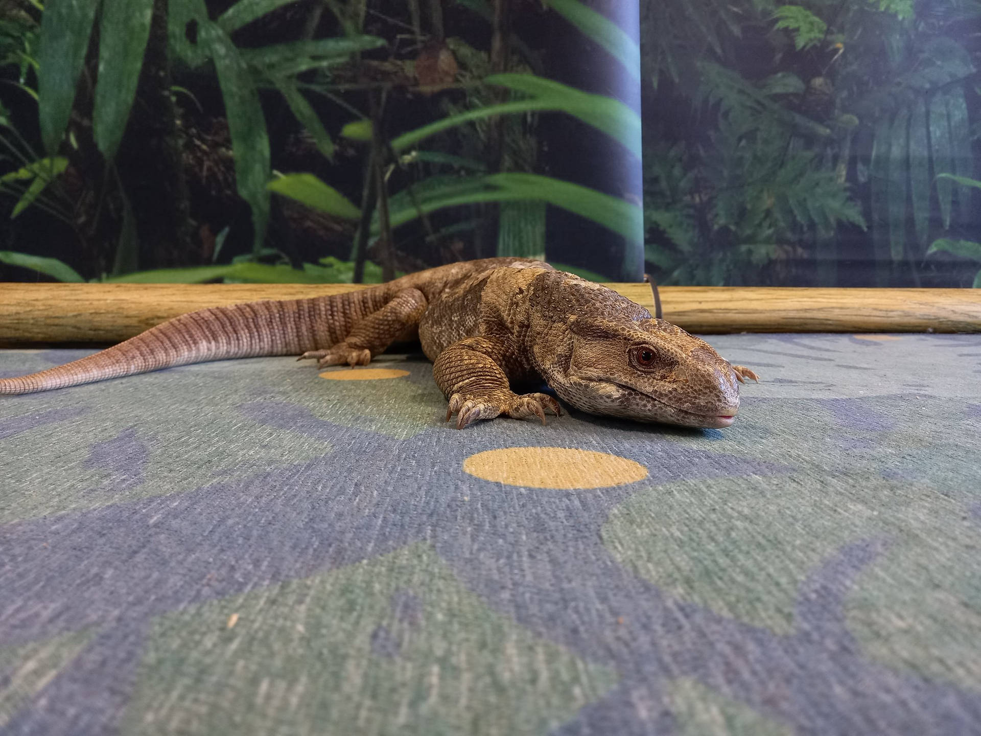 Brown Savannah Monitor Lizard On A Carpet Wallpaper