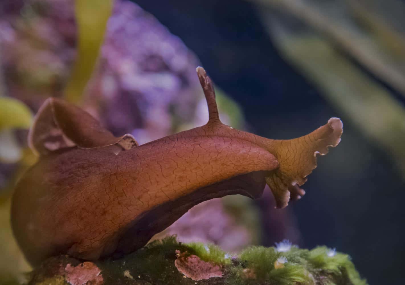 Brown Sea Slug Aquatic Life Wallpaper