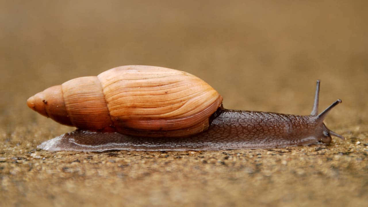 Brown Sea Snail Crawling Wallpaper