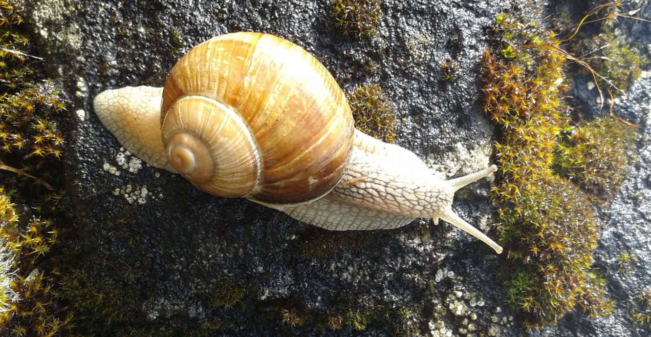 Brown Sea Snailon Rock Wallpaper