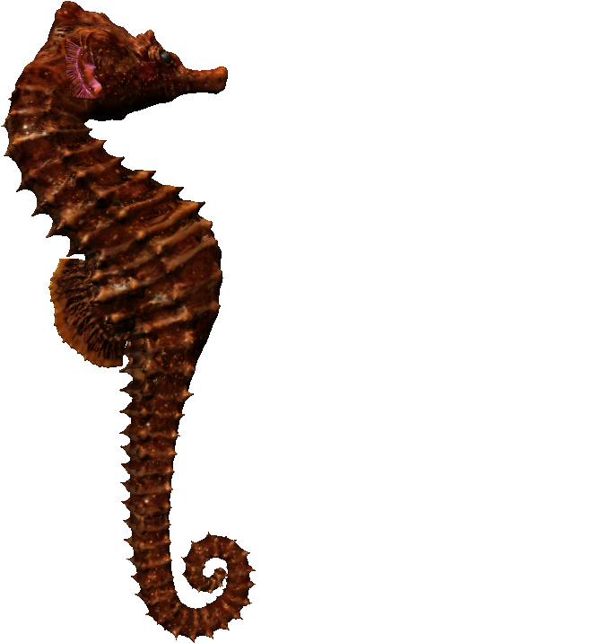 Brown Seahorse Profile PNG